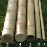 Bamboo-Poles-300sq-150x150 עצים איכותיים לכל פרוייקט שתבחרו  